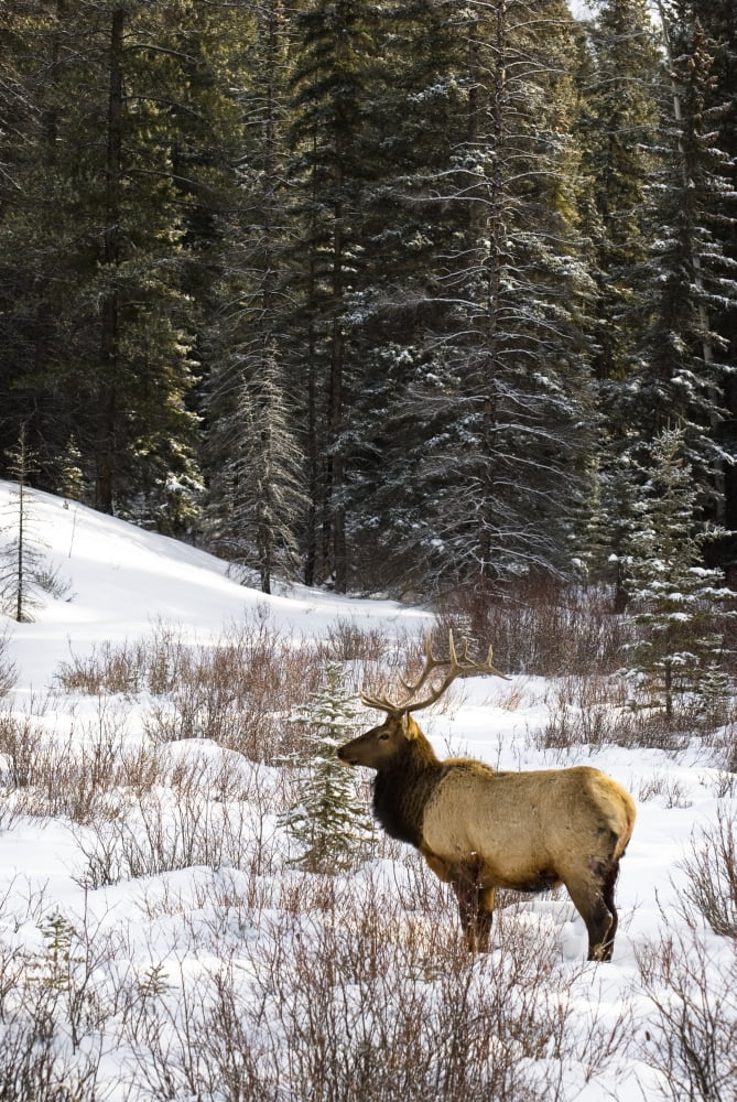 Elk In Winter Forest Banff National Park Alberta Canada Canvas Art - Philippe Widling Design Pics (22 x 34)