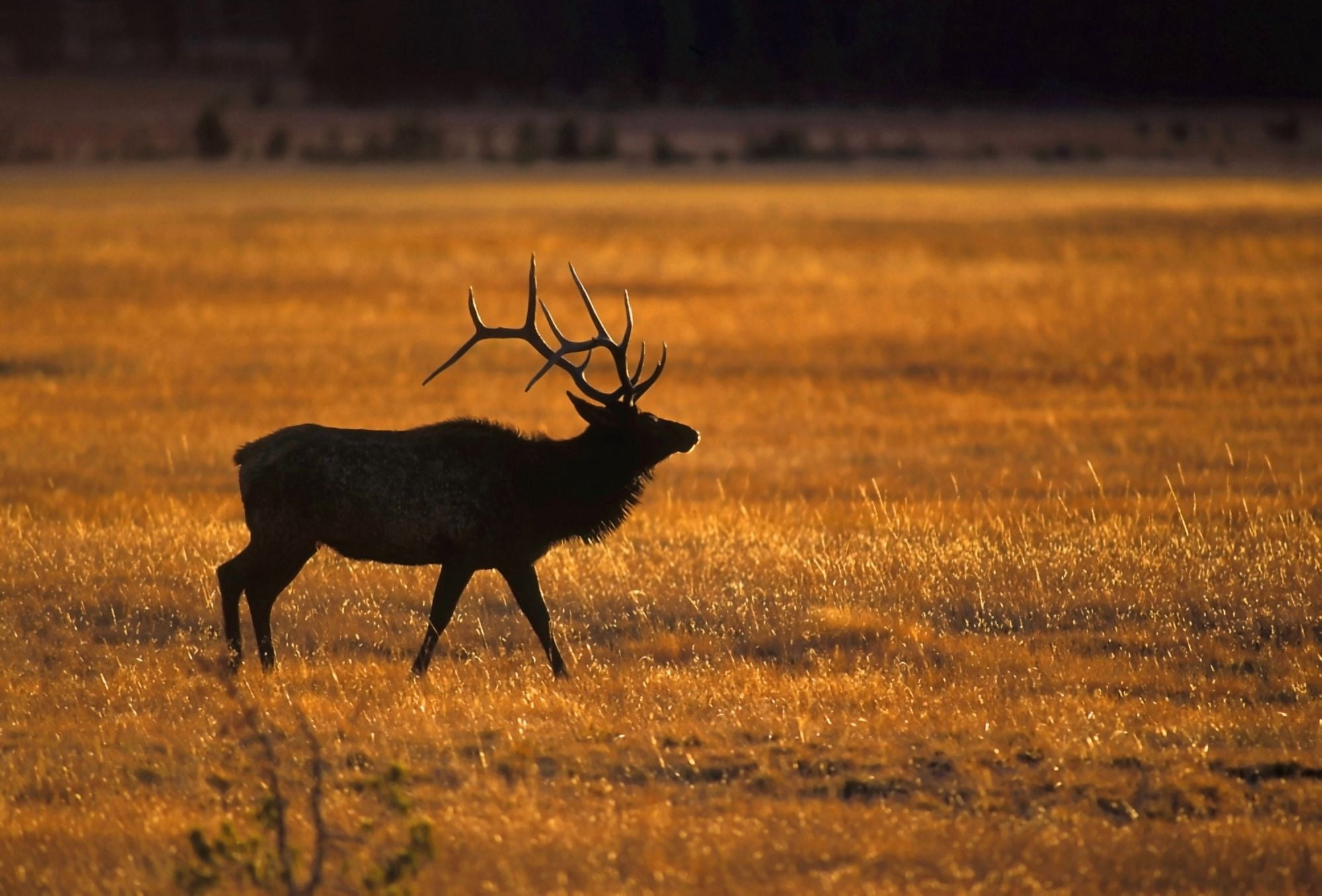 Elk In Yellowstone National Park Canvas Art - John Pitcher Design Pics (17 x 11)
