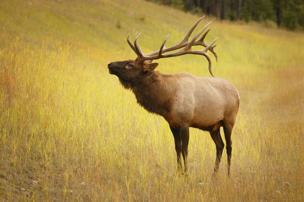 Elk Jasper Alberta Canada Canvas Art - Don Hammond Design Pics (17 x 11)