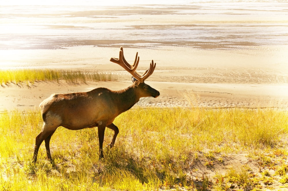 Elk Wanders On Yellow Landscape Canvas Art - Con Tanasiuk Design Pics (34 x 22)