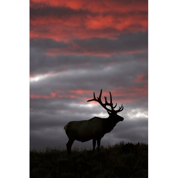 Elk and Sunset (9x12 Wall Art Print, Home Decor)
