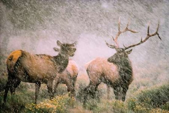Elk in Storm Canvas Art - Gary Crandall (24 x 36)