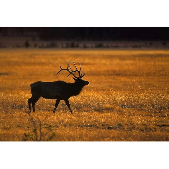 Elk in Yellowstone National Park Poster Print by John Pitcher, 17 x 11