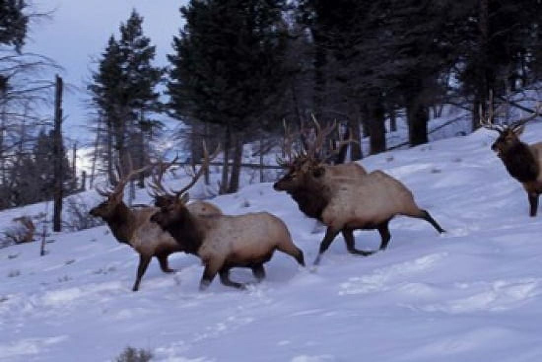 Elk or Wapiti Yellowstone National Park Wyoming Canvas Art - Art Wolfe DanitaDelimont (26 x 18)