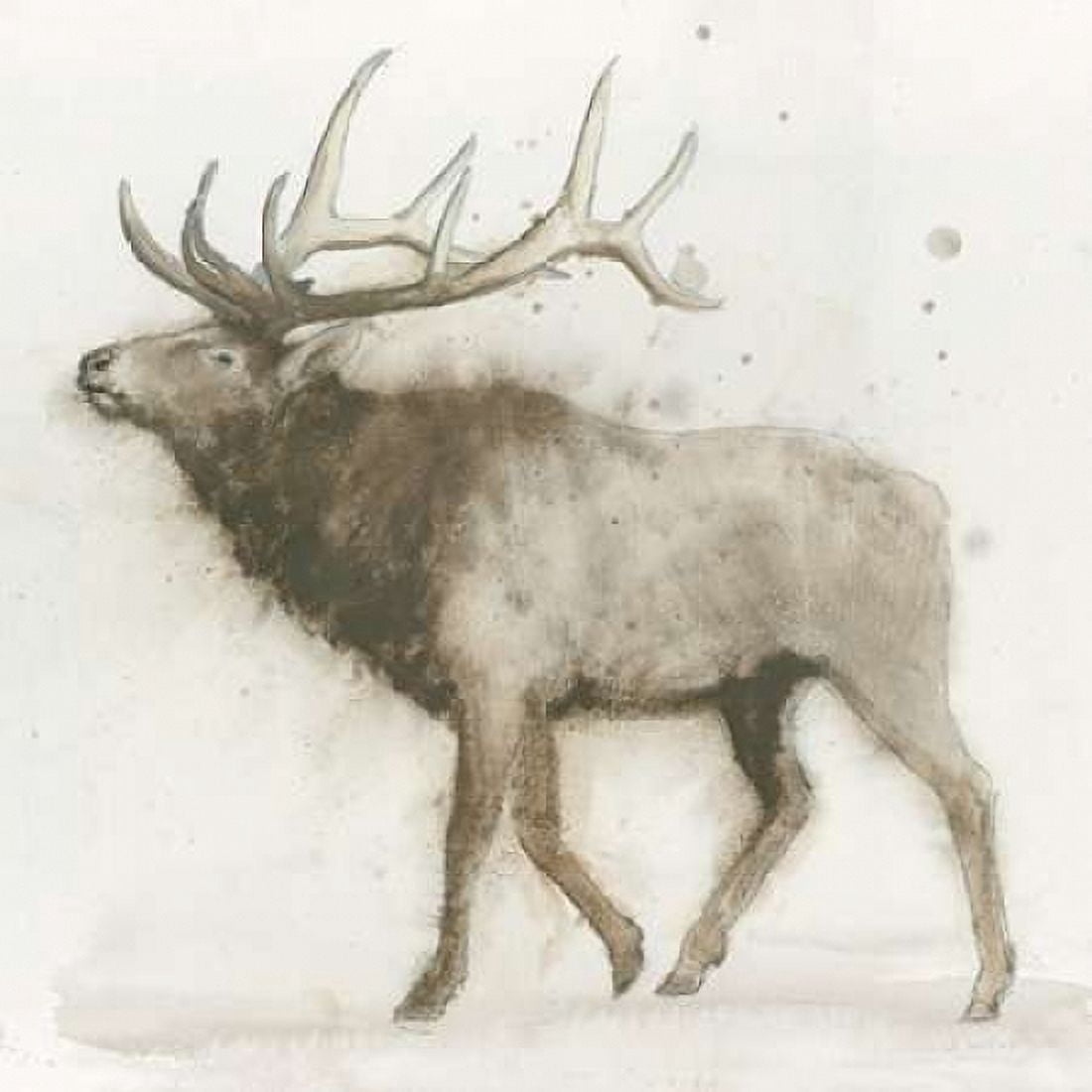Elk v2 Canvas Art - James Wiens (24 x 24)