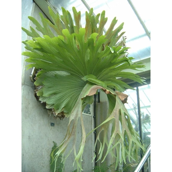 RedCrocus Elkhorn Fern- Lush, Evergreen Staghorn Fern for Indoor Mounting & Decor- Pet Friendly, Tropical Foliage Plant 6" Pot