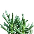 thumbnail image 1 of Elkhorn Plant Rhombophyllum (2"+ Plastic Pot) - Tiny, Lovely, Easy to Care Succulents - Live Succulents for Home Office, 1 of 6