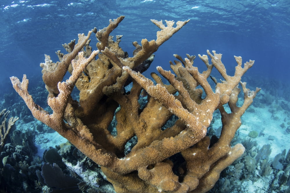 Elkhorn coral grows on a healthy reef in the Caribbean Sea Canvas Art - Ethan DanielsStocktrek Images (34 x 23)