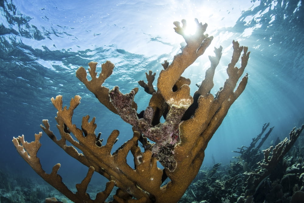 Elkhorn coral grows on a healthy reef in the Caribbean Sea Canvas Art - Ethan DanielsStocktrek Images (34 x 23)