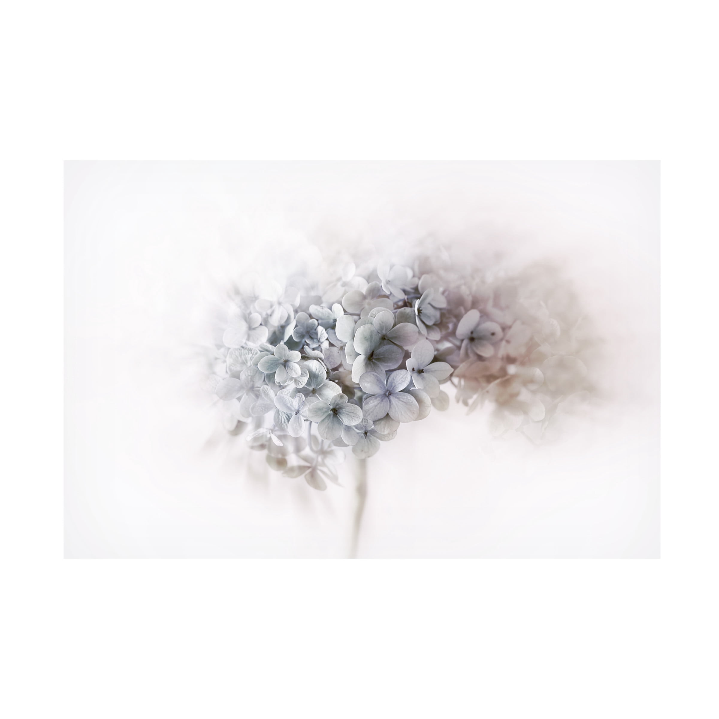 Ellen Van Deelen 'Hydrangea' Canvas Art