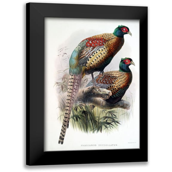 Elliot, David 11x14 Black Modern Framed Museum Art Print Titled - Pheasant Deccollatus
