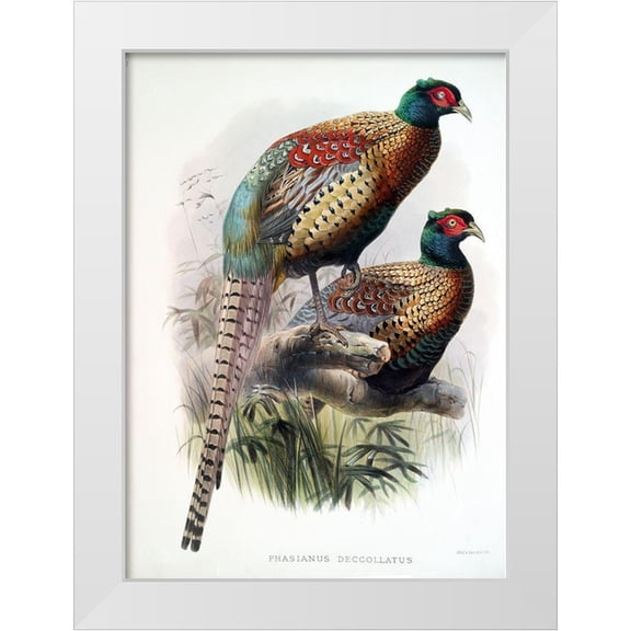 Elliot, David 11x14 White Modern Wood Framed Museum Art Print Titled - Pheasant Deccollatus