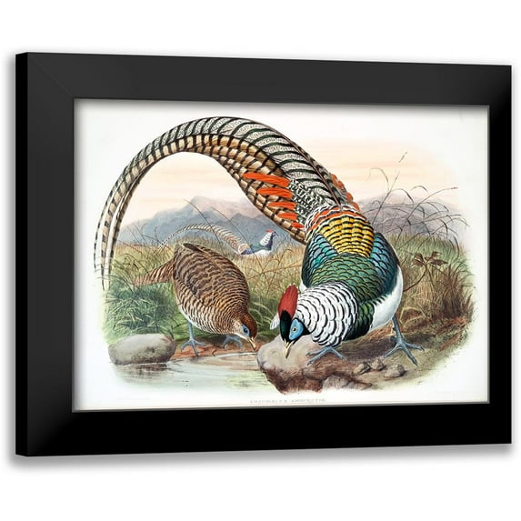 Elliot, David 24x19 Black Modern Framed Museum Art Print Titled - Amherst Pheasant