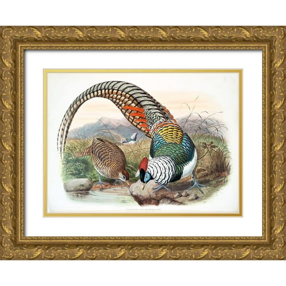 Elliot, David 32x25 Gold Ornate Wood Framed with Double Matting Museum Art Print Titled - Amherst Pheasant