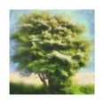thumbnail image 1 of Elm Tree In Bloom - Canvas, 1 of 10