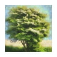 thumbnail image 1 of Elm Tree In Bloom - Canvas, 1 of 10