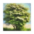 thumbnail image 1 of Elm Tree In Bloom - Canvas, 1 of 10
