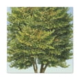 thumbnail image 1 of Elm Tree Realism - Canvas, 1 of 10