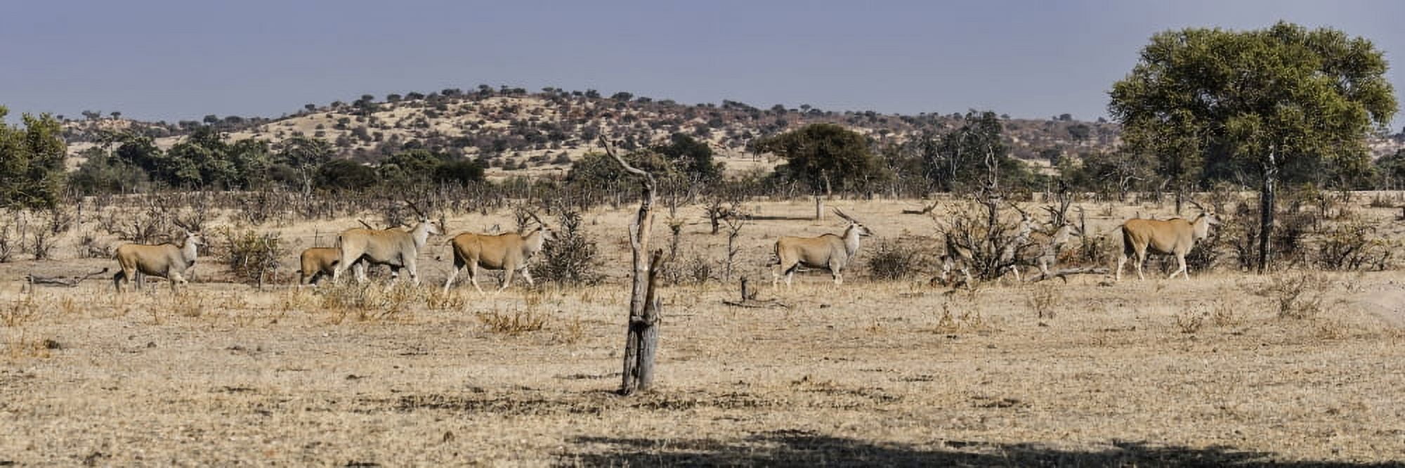 Elnads walking in a forest Mashatu Game Reserve Botswana Canvas Art - Panoramic Images (27 x 9)