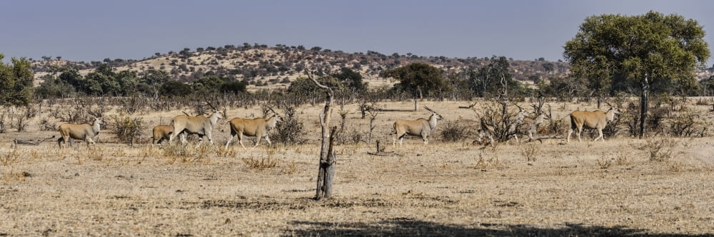 Elnads walking in a forest Mashatu Game Reserve Botswana Canvas Art - Panoramic Images (36 x 12)
