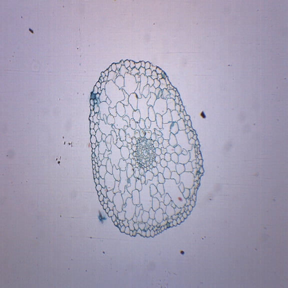 Elodea Stem, Cross Section - Prepared Microscope Slide - 75 x 25mm - Biology & Microscopy - Eisco Labs