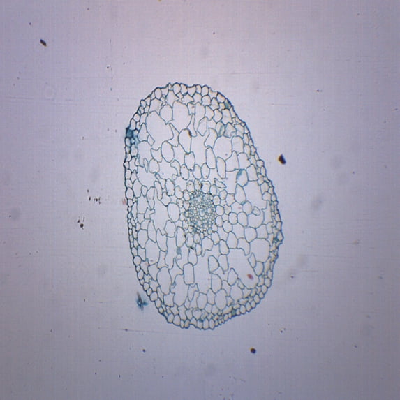 Elodea Stem, Cross Section - Prepared Microscope Slide - 75 x 25mm - Biology & Microscopy - Eisco Labs