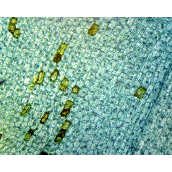 Elodea Submerged Leaf; Whole-mount Microscope Slide