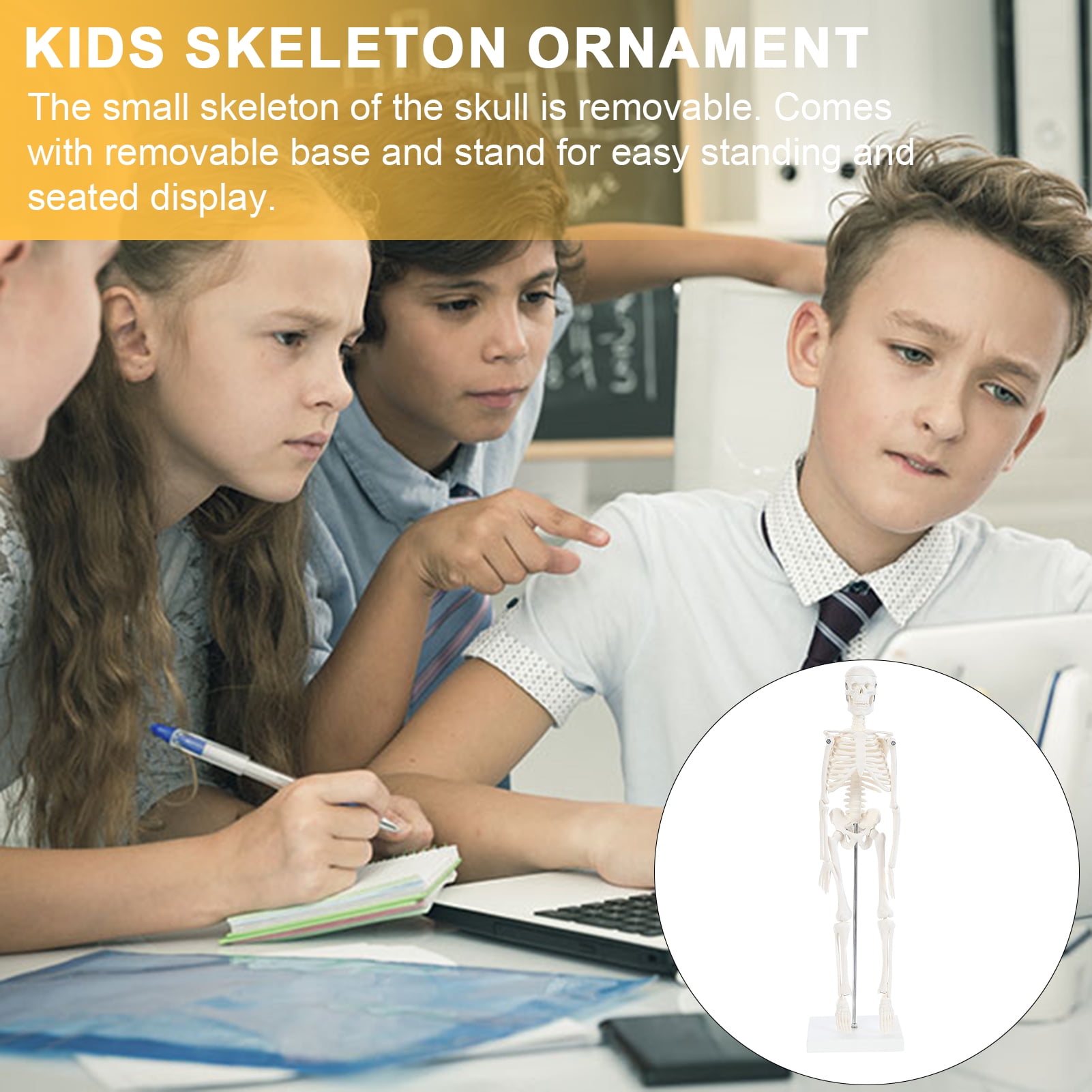 Elodia Body Skeleton Model Durable Flexible Joints Mini Human Skeleton ...