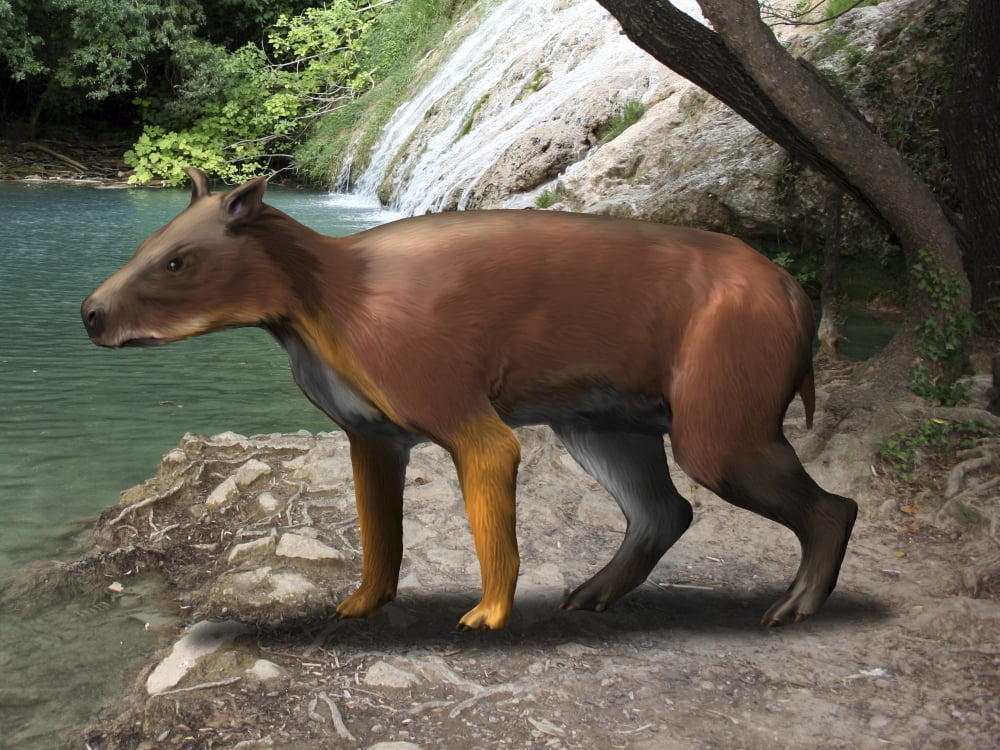 Elomeryx is an artiodactyl ungulate from the Cenozoic Era Canvas Art - Nobumichi TamuraStocktrek Images (16 x 12)
