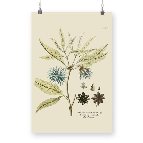 Eloquent Botanical Iii Poster - Vision Studio Designs,