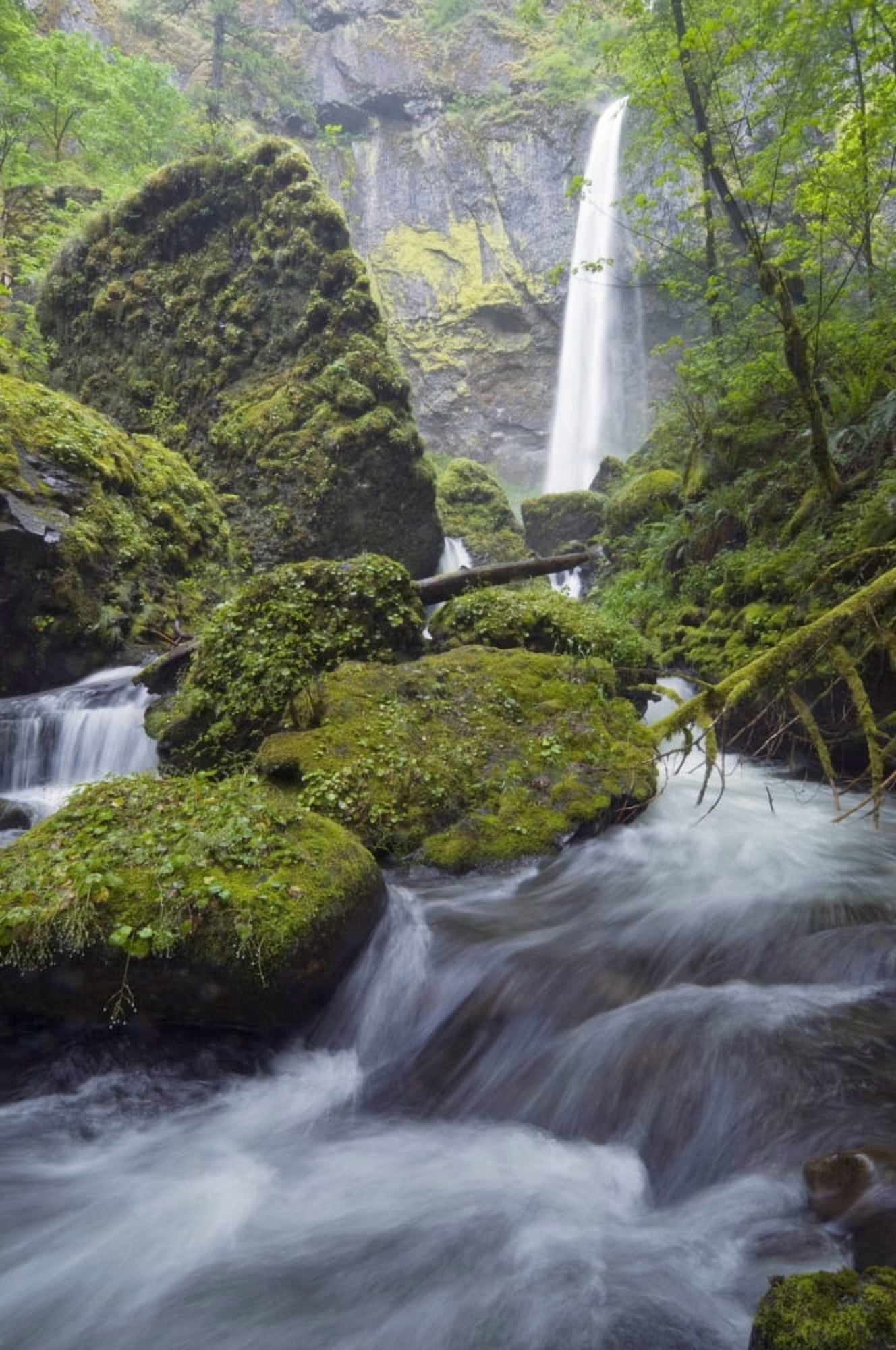 Elowah Falls Columbia River Gorge Oregon Usa Canvas Art - Dan Sherwood Design Pics (12 x 19)