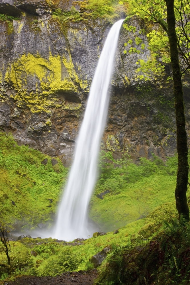 Elowah Falls In Columbia River Gorge National Scenic Area Oregon Usa Canvas Art - Craig Tuttle Design Pics (24 x 38)