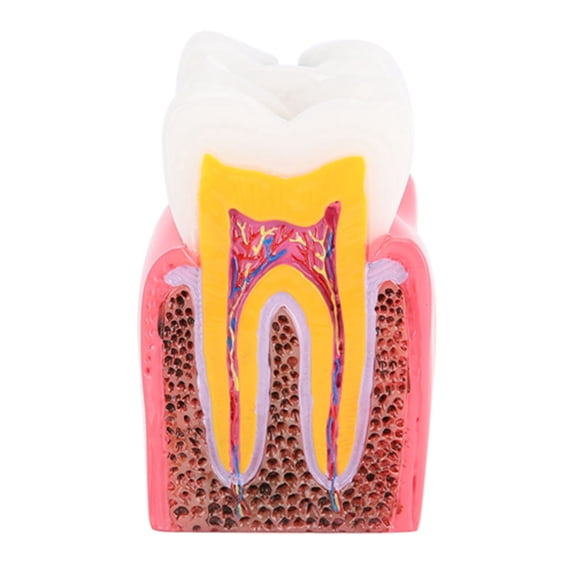 Elowen Anatomy Anatomy Model, Resin Teeth Model for Oral Care for Laboratory