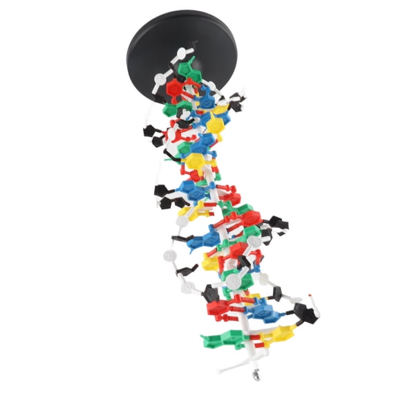 Elowen DNA Dual Model DNA Structure Model, Plastic DNA Double Model for Teaching