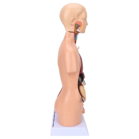 Elowen Human Body Model Human Torso Model, Body Model Removable for Teaching for School