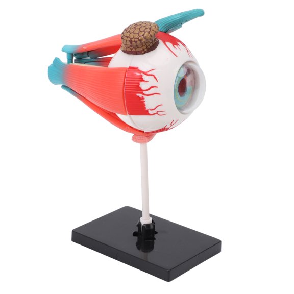 Elowen Human Eye Model Eye Anatomy Model, Eye Model 16 Detachable Parts Science Kit for Teaching