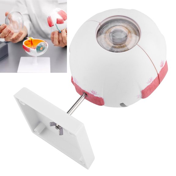 Elowen Human Eyeball Model 6X Magnification Removable Human Eye Eyeball Model for Anatomy Study Teaching, Consist of three eye wall, refractive layers and vitreum