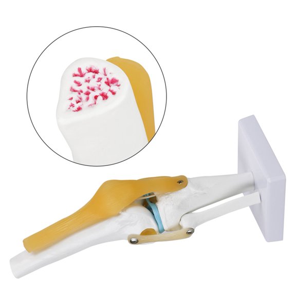 Elowen Human Knee Joint Model Life Size Human Knee Joint Model, 3D Simulation of Knee Joint, for Anatomy Study,Teaching with Ligament Model, Ideal for Hobbyists