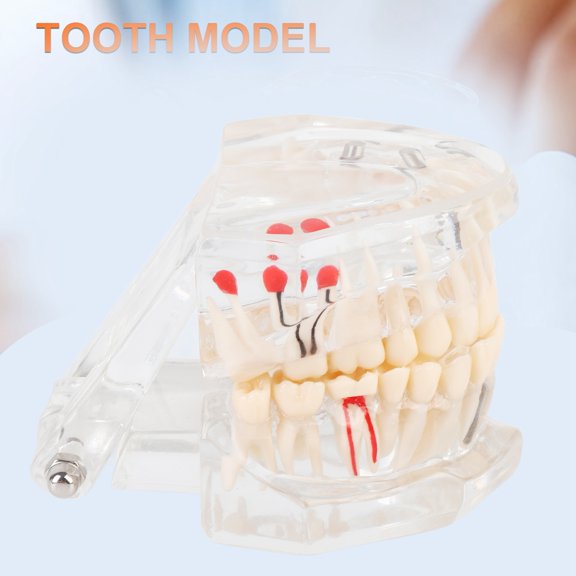 Elowen Model Tooth Model, High Durability Tooth Education Model for Home for School