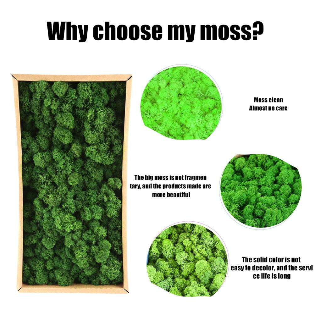 Elowen Natural Preserved Moss Decorative Moss Durable Natural Preserved Moss Model Making for Home Decor