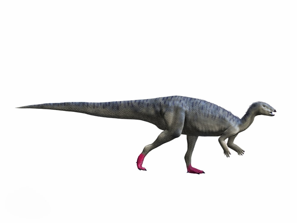 Elrhazosaurus nigeriensis Early Cretaceous of Niger Canvas Art - Nobumichi TamuraStocktrek Images (17 x 13)