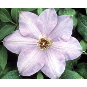 Elsa Spaeth Clematis - Light Purple - 2.5" Pot