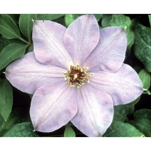 Elsa Spaeth Clematis - Light Purple - 2.5" Pot