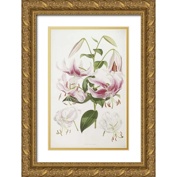 Elwes, Henry John 17x24 Gold Ornate Wood Framed with Double Matting Museum Art Print Titled - A Monograph of The Genus Lilium