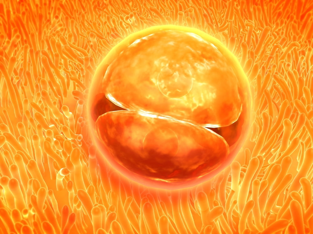 Embryo development 24-36 hours after fertilization Canvas Art - Stocktrek Images (17 x 13)