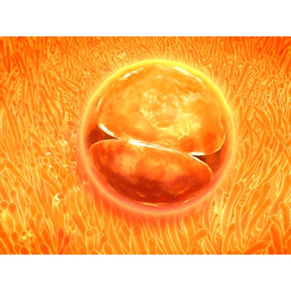 Embryo development 24-36 hours after fertilization Canvas Art - Stocktrek Images (17 x 13)