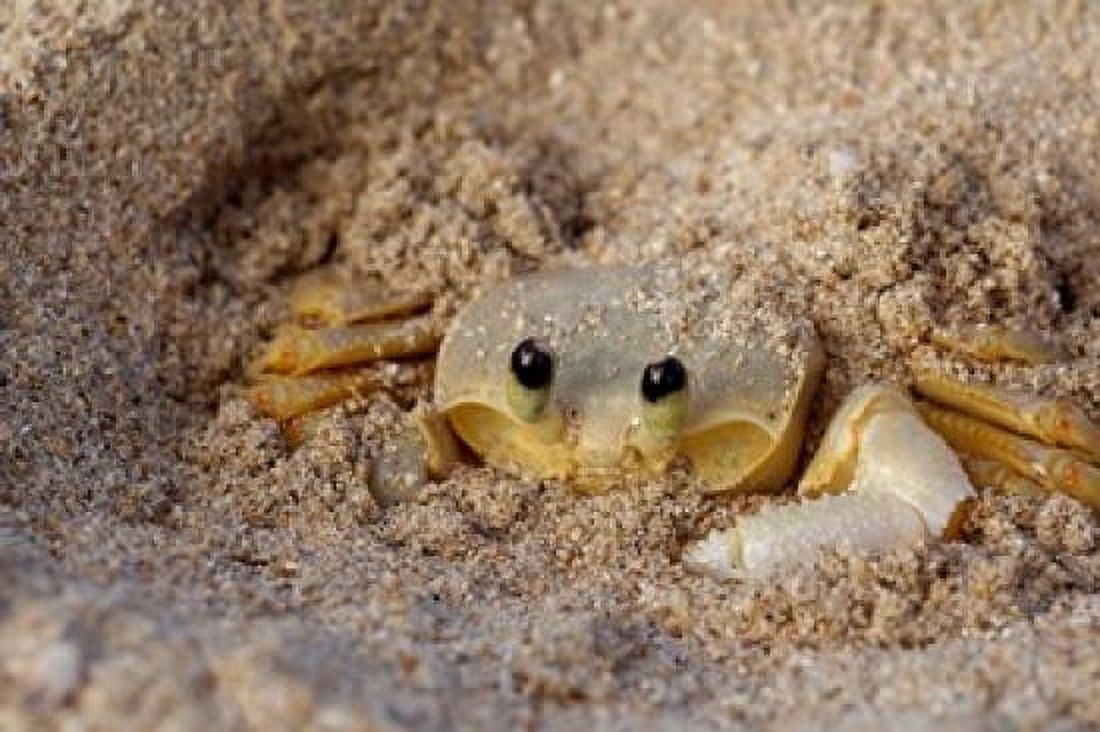 Emerald Beach Sand Crab Lindergh Bay St Thomas US Virgin Islands Caribbean Canvas Art - Cindy Miller Hopkins DanitaDelimont (26 x 17)