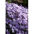thumbnail image 1 of Emerald Blue Creeping Phlox Perennial - Potted - Gallon Pot, 1 of 1