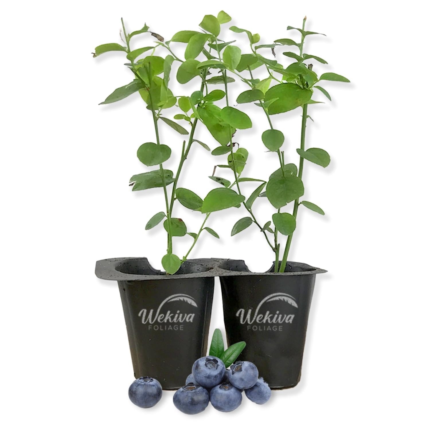 Emerald Blueberry Plant - 2 Live Starter Plants - Vaccinium - Edible Fruit Bearing Bush for The Patio and Garden