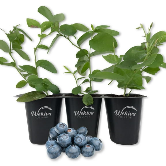 Emerald Blueberry Plant - 3 Live Starter Plants - Vaccinium - Edible Fruit Bearing Bush for The Patio and Garden